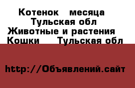 Котенок 2 месяца - Тульская обл. Животные и растения » Кошки   . Тульская обл.